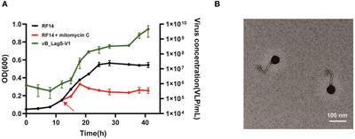 Identification and genomic analysis of a novel temperate bacteriophage infecting Labrenzia aggregata isolated from the Mariana Trench